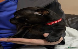 Staffordshire Bull Terrier dogs for sale: Staffy pups  - Image 7