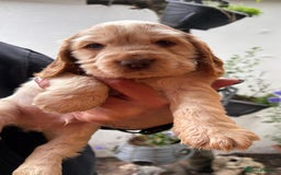 Cocker Spaniel dogs for sale: Show cocker spaniels  - Image 7