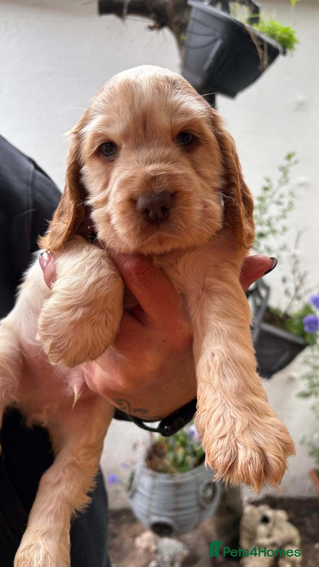 Cocker Spaniel dogs for sale: Show cocker spaniels  - Image 7