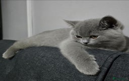 British Shorthair cats for sale: Full pedigree TICA BSH - Image 2