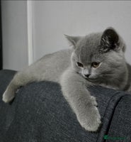 British Shorthair cats Full pedigree TICA BSH - Advert 1
