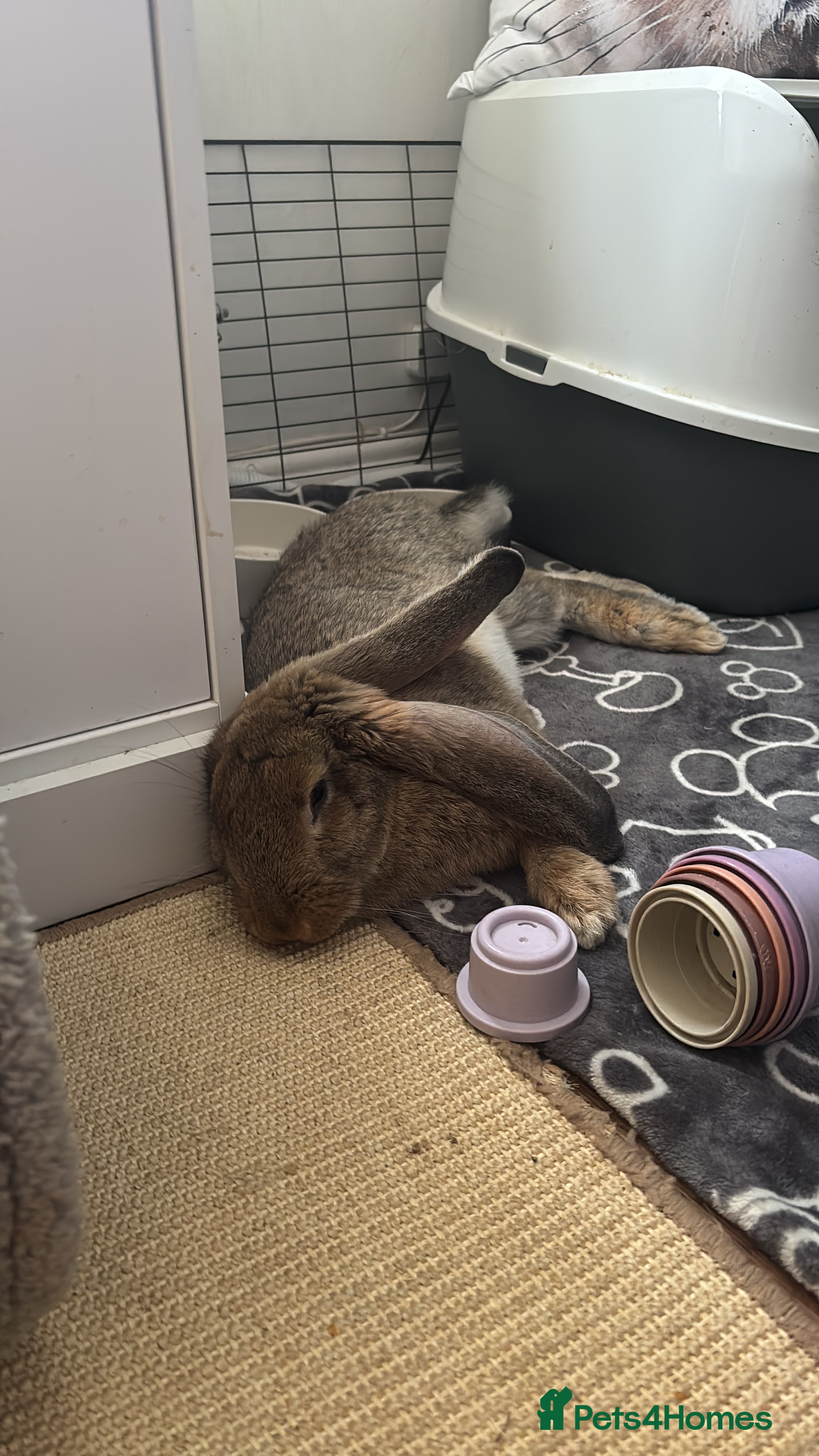 Continental Giant rabbits Hi, this is Míro, the Continental Giant! - Advert 2