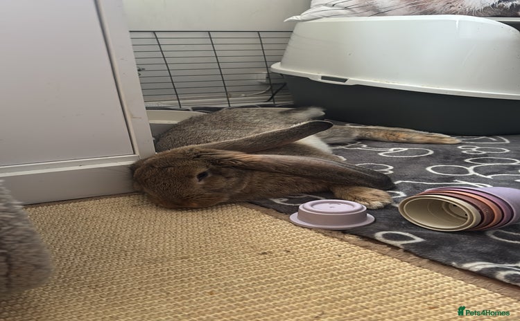 Continental Giant rabbits - Advert 11