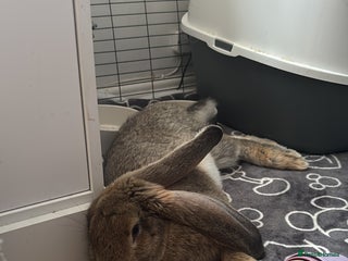 Continental Giant rabbits - Advert 4