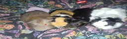 Guinea Pig rodents for sale: 4 female guinea pigs bonded - indoor - Advert 4