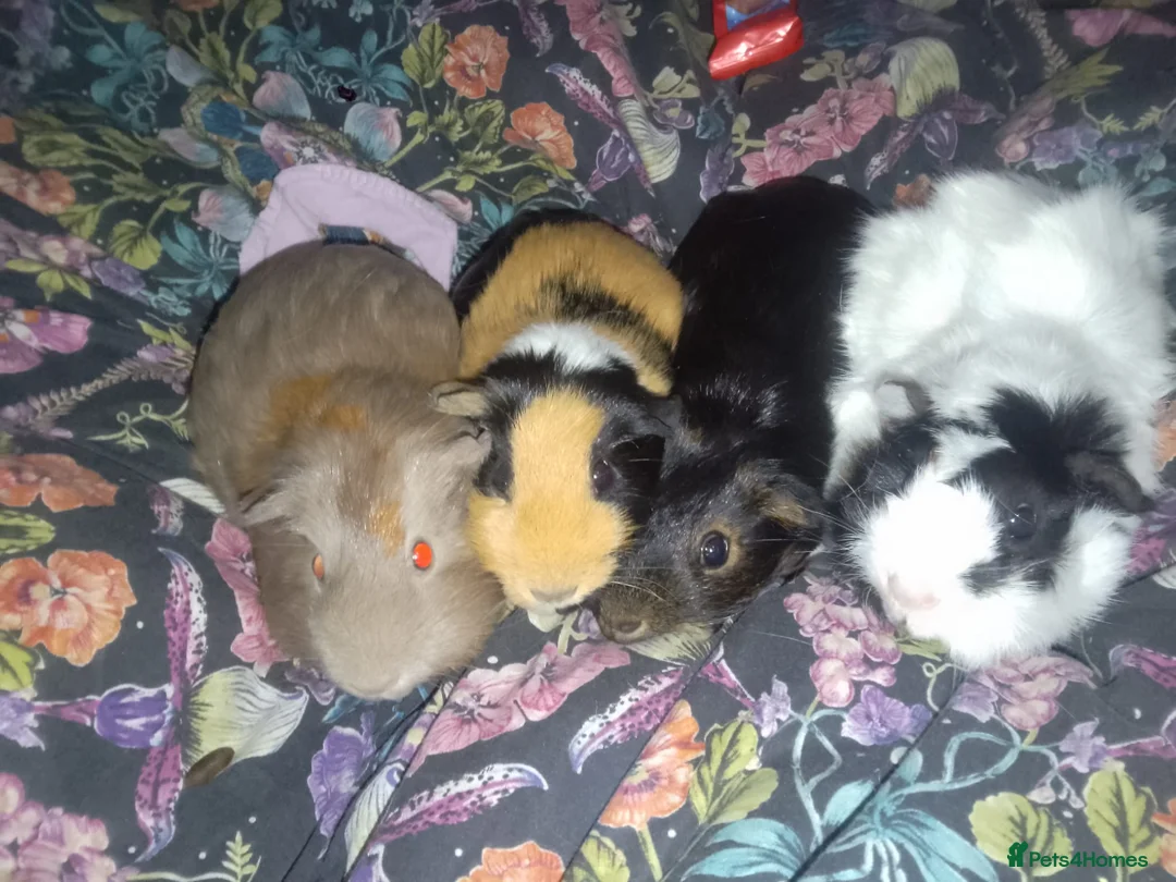 Guinea Pig rodents for sale: 4 female guinea pigs bonded - indoor - Advert 4