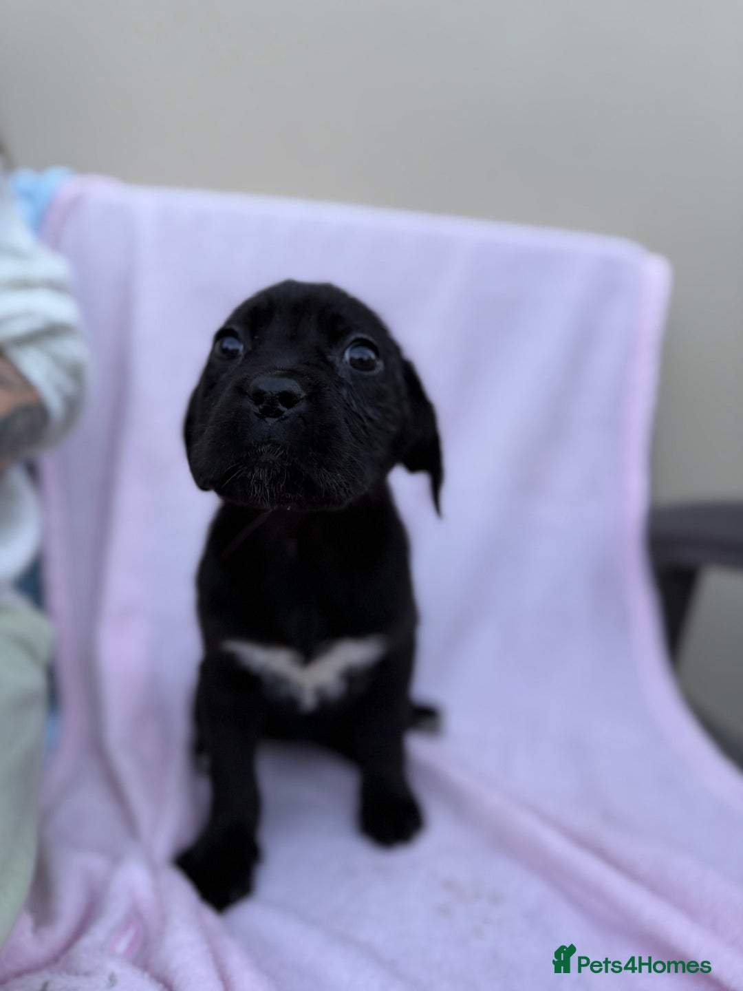 Cane Corso dogs for sale: 5 Gorgeous Black Cane Corsos ready to go🤍 - Advert 13