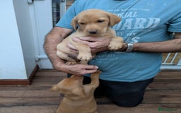 Labrador Retriever dogs for sale: Red and yellow Labrador puppies for sale. - Image 7