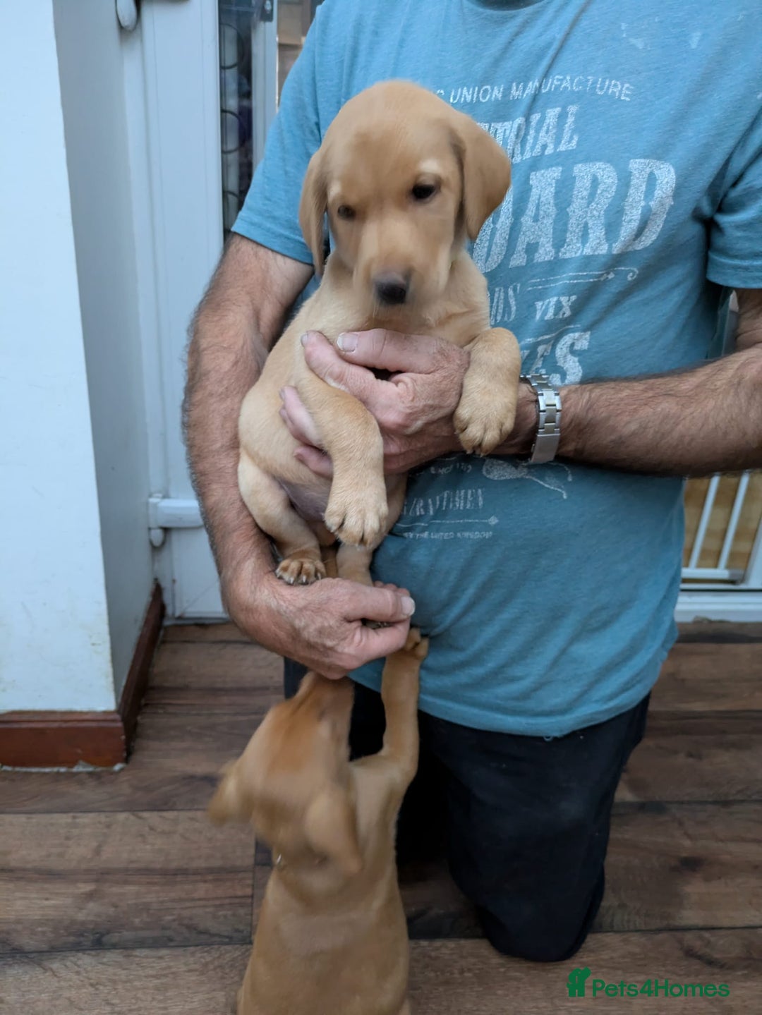 Labrador Retriever dogs for sale: Red and yellow Labrador puppies for sale. - Image 7