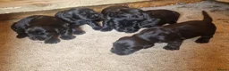Giant Schnauzer dogs for sale: Giant schnauzer puppy's  - Advert 7