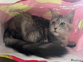 Maine Coon cats - Advert 2
