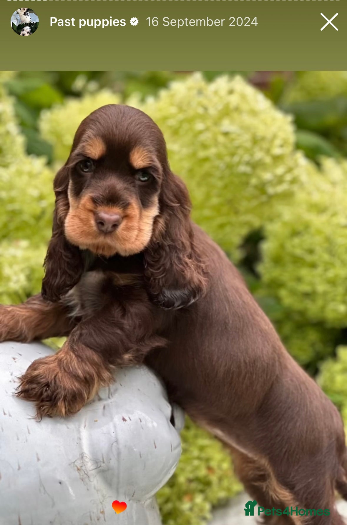 Cocker Spaniel dogs Stunning cocker spaniels - Advert 1