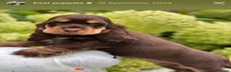 Cocker Spaniel dogs for sale: Stunning cocker spaniels in Doncaster - Advert 16