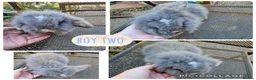 Mini Lion Lop rabbits for sale: 3 beautiful litter of mini lion lop ready to go  - Advert 2