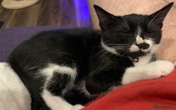 British Shorthair cats for sale: Juno and Minnie - Image 18