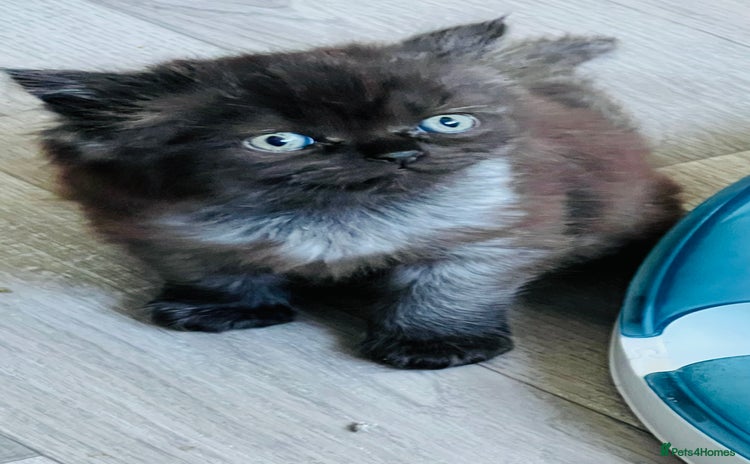 Persian cats - Advert 1