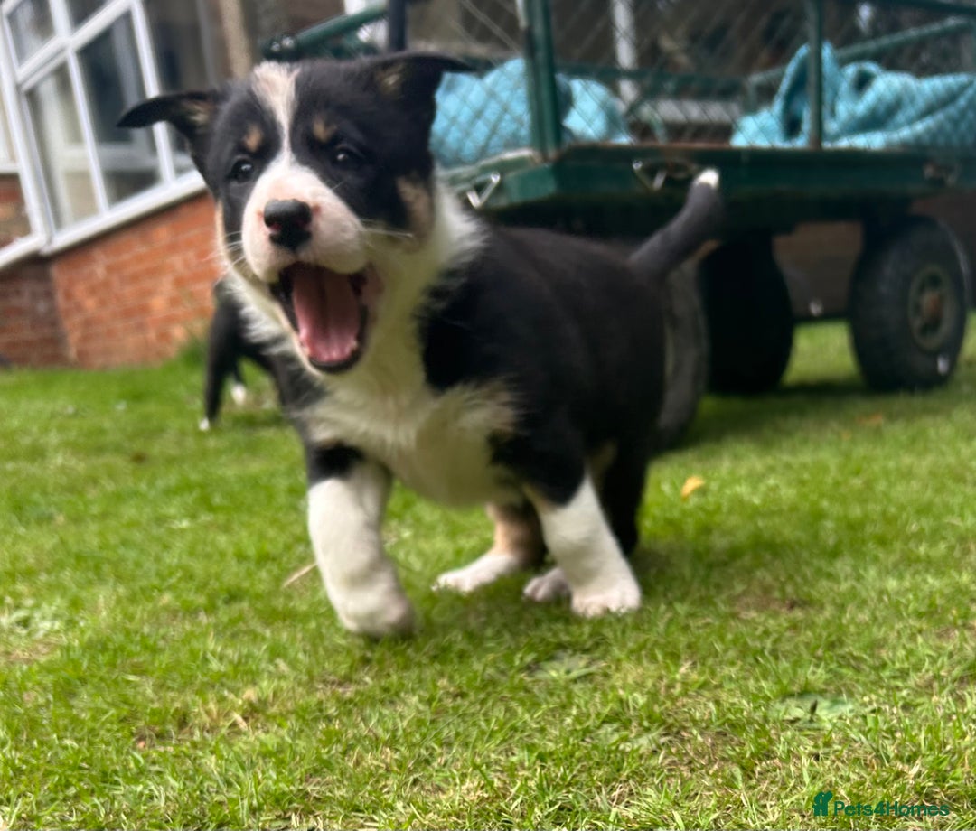 Border Collie dogs for sale: Gorgeous Border Collie Puppies  - Image 29