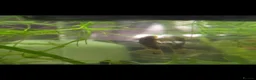 Other/Mixed Breed fish for sale: Juwel Lido 120 Aquarium & unit and all fish  - Advert 4