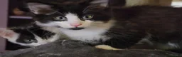 Mixed Breed cats for sale: 3 boys, 6 girls - Advert 5