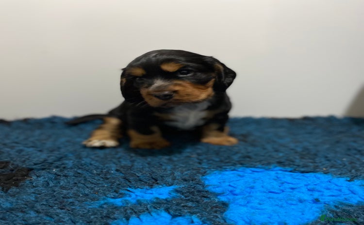 Cocker Spaniel dogs 2 super Black and Tan boy cocker spaniel puppies  - Advert 1