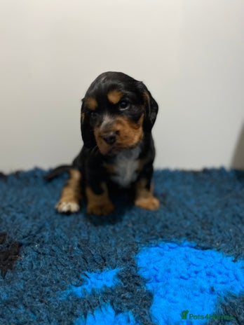 Cocker Spaniel dogs 2 super Black and Tan boy cocker spaniel puppies - Advert 1