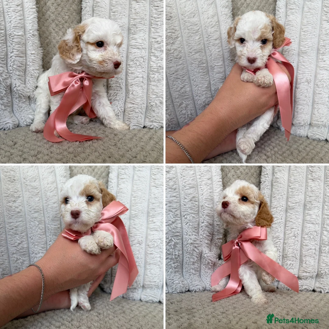 Mixed Breed dogs for sale: Cockerpoo X Cavapoochon Puppies - Advert 2