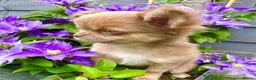 Chihuahua dogs for sale: Long haired chihuahua pup in Wolverhampton - Advert 4