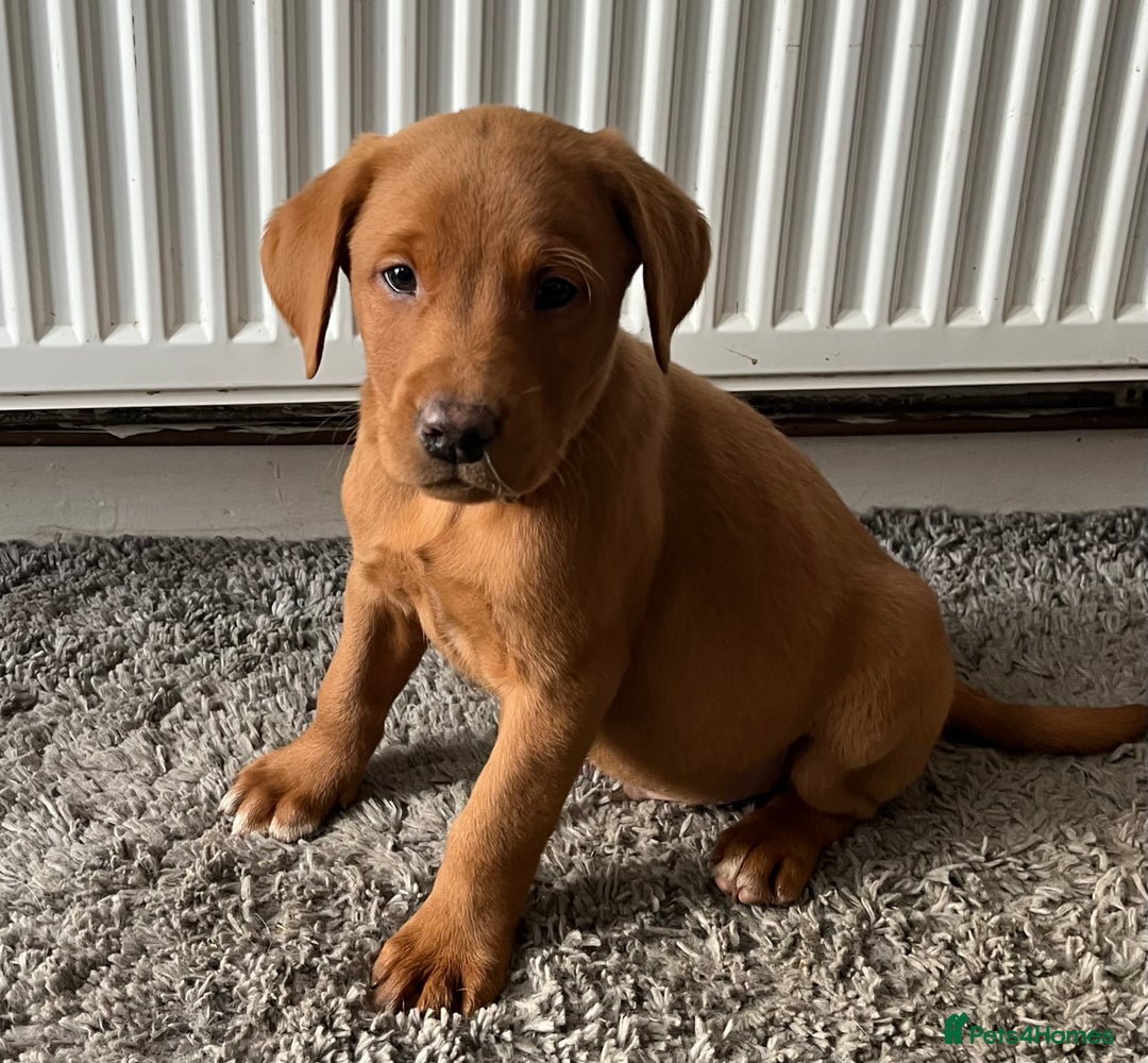 Labrador Retriever dogs for sale: Fox Red Labrador puppies - Advert 8