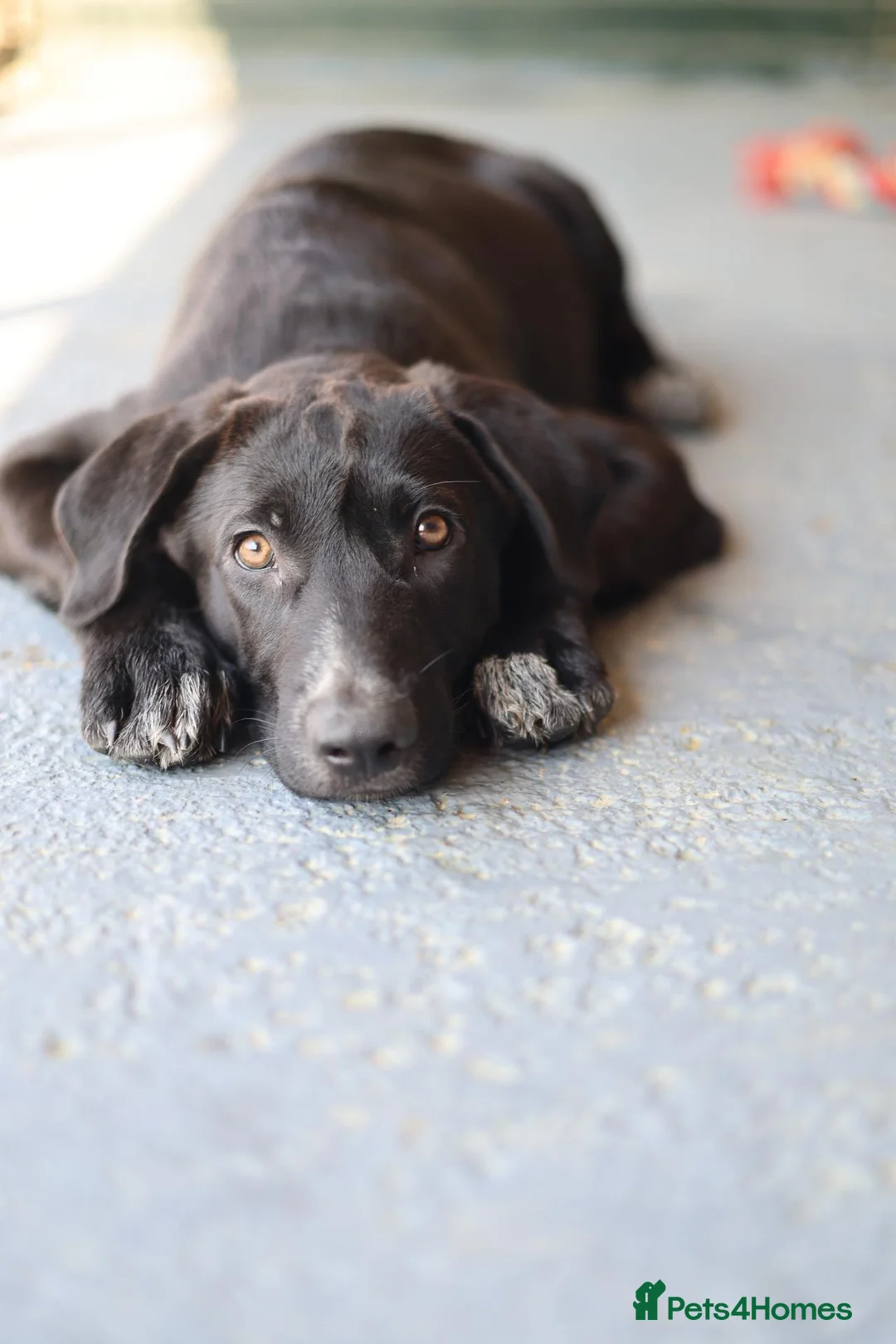 Mixed Breed dogs for adoption: Calm loving Chandler - Advert 2
