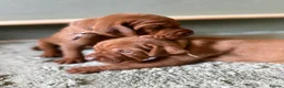 Hungarian Vizsla dogs for sale: Exceptional KC Pedigree Hungarian Vizsla’s 13 jun - Advert 8