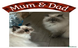 Himalayan cats for sale: Himalayan Persian Kittens  - Image 4