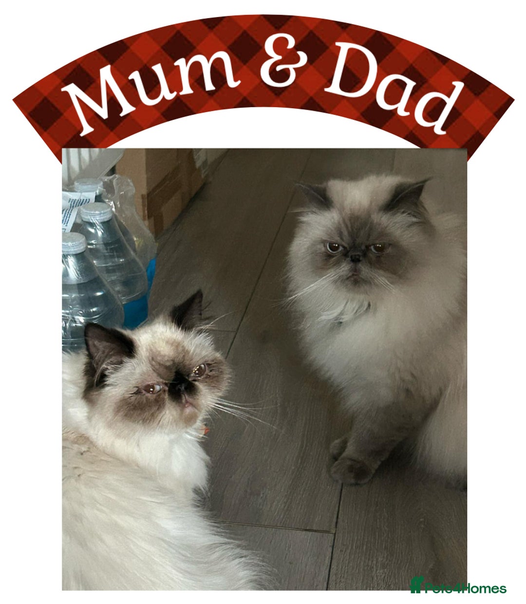 Himalayan cats for sale: Himalayan Persian Kittens  - Image 4