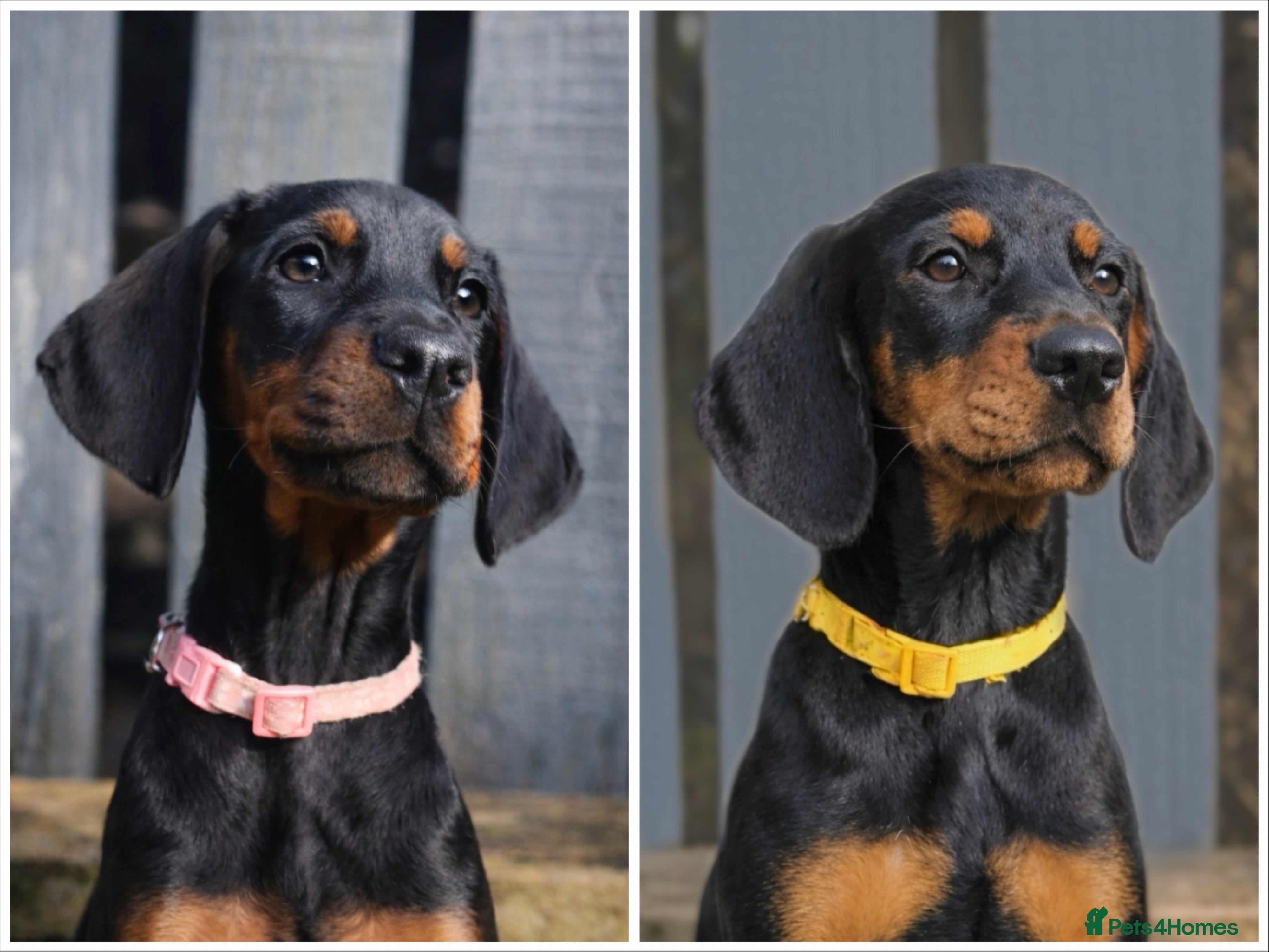 Dobermann dogs Top KC Registered Doberman Pups! 🩷 Ready NOW! 🩷 - Advert 2