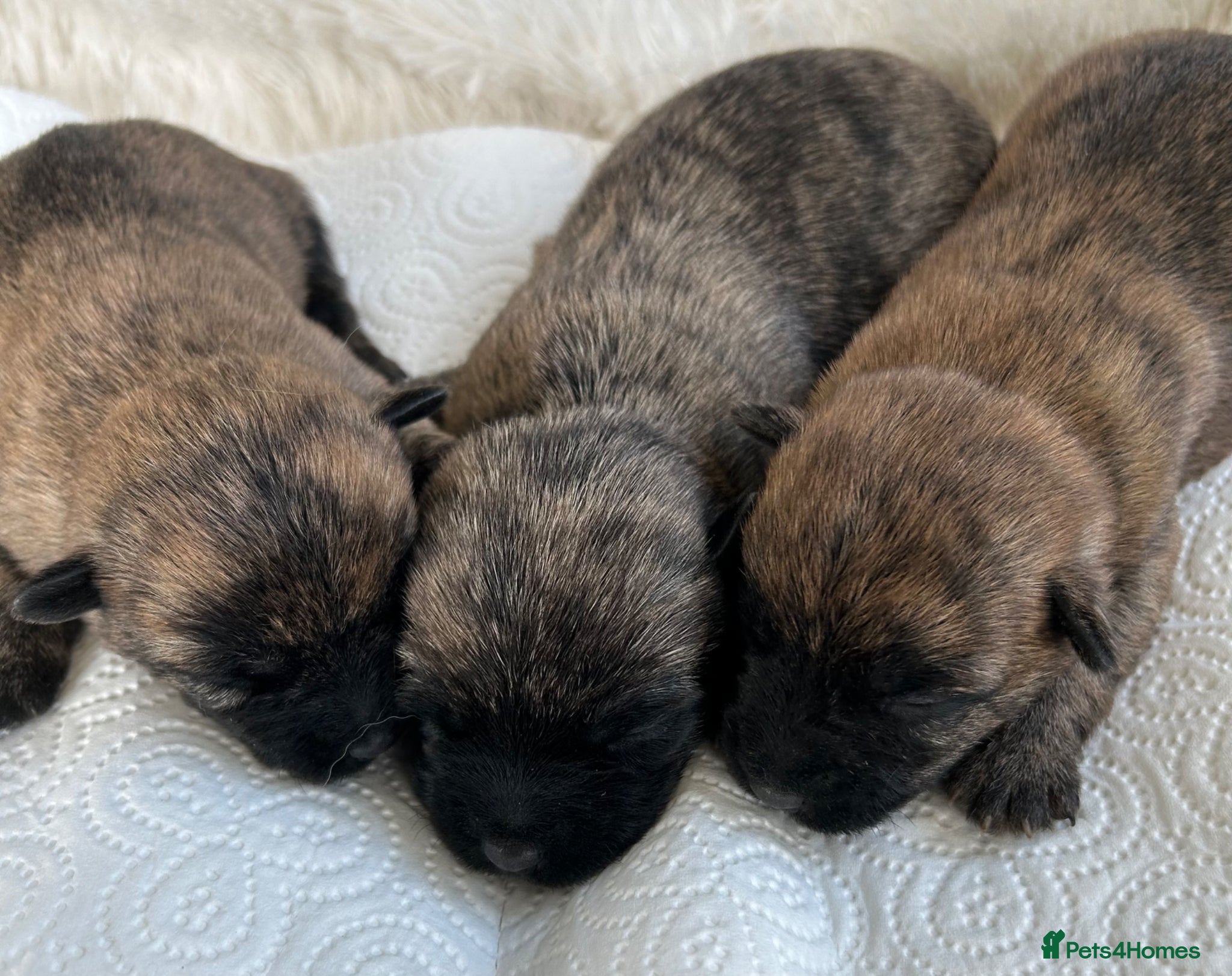 Cairn Terrier dogs GORGEOUS CAIRN TERRIER PUPPYS - Advert 1