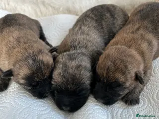 Cairn Terrier dogs GORGEOUS CAIRN TERRIER PUPPYS - Advert 1