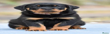 Pink Collar Female