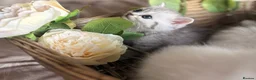 Mixed Breed cats for sale: Persian x bsh kittens  - Advert 4