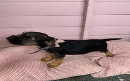 Border Terrier dogs for sale: Border terrier pups - Image 11
