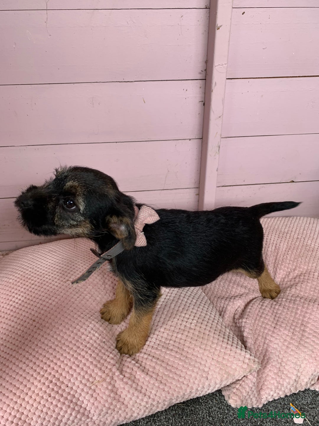 Border Terrier dogs for sale: Border terrier pups - Image 11