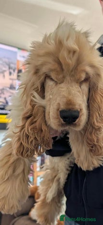 Cocker Spaniel dogs - Advert 2