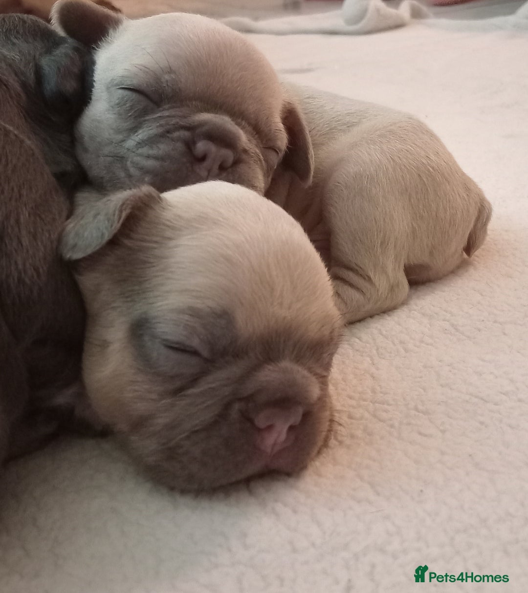 French Bulldog dogs for sale: French Bulldog pups - Advert 7