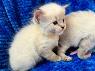 Siberian cats 🩵🩵Stunning GCCF Siberian Neva Masquerades🩵🩵 - Advert 3