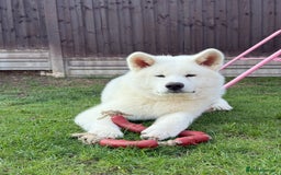 Japanese Akita Inu dogs for sale: Lovely white boy is looking for 5 ⭐ home!  in Northampton - Image 1
