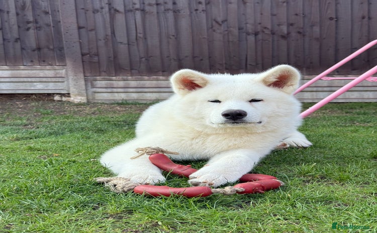 Japanese Akita Inu dogs in Northampton - Advert 1