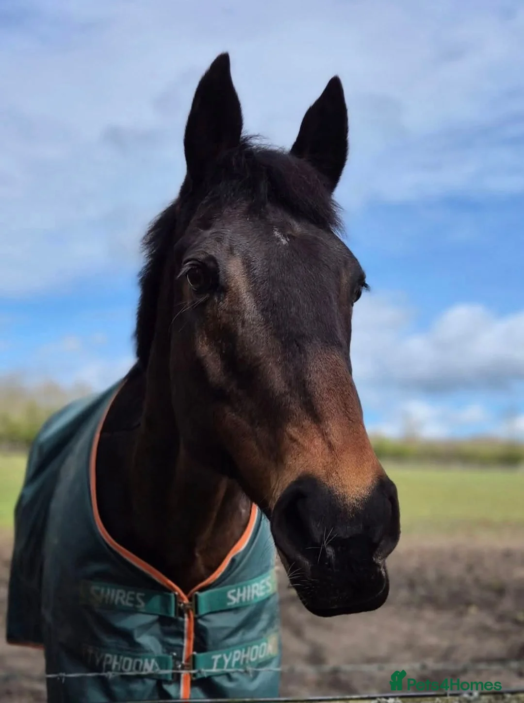 Irish Sports horses for sale: 16.1hh 18-Years-Gelding Looking for Forever Home in Cramlington - Advert 2