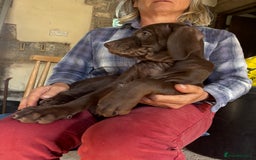 Hungarian Vizsla dogs for sale: Wire haired vizsla X  - Image 22
