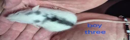Rat rodents for sale: Baby Dumbo Rats - Advert 3
