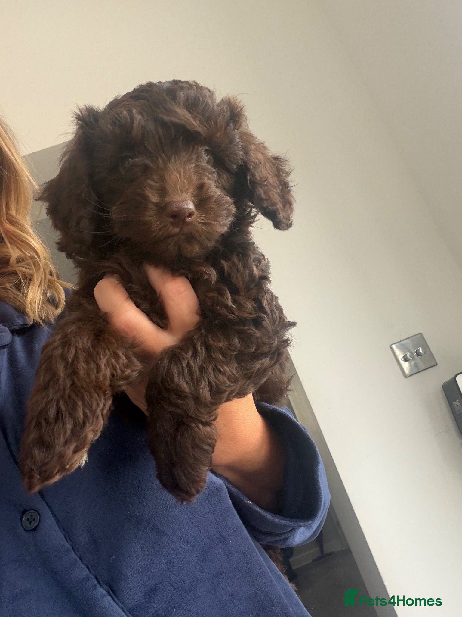 Bordoodle dogs READY for their new sofas 🛋️ - Advert 1
