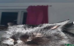 Mixed Breed cats for sale: Rehoming gizmo and ash  - Image 3