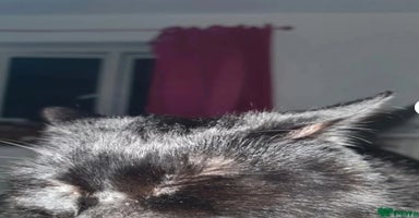 Mixed Breed cats - Advert 10